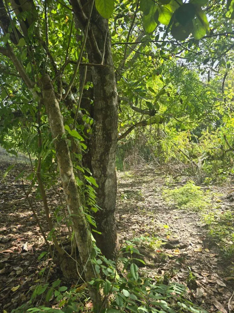 Finca en Venta en San Carlos Panamá Oeste Panamá | $79,900 | MLS# 23644