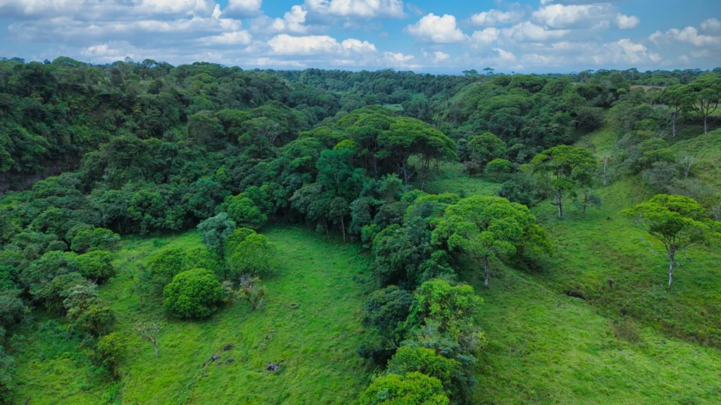 Finca en Venta en Guayabal Chiriqui Panamá | $259,295 | MLS# 25694